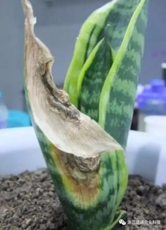虎皮兰夏季养护技巧，做对了，叶片肥厚挤爆盆！-虎皮兰夏天怎样施肥