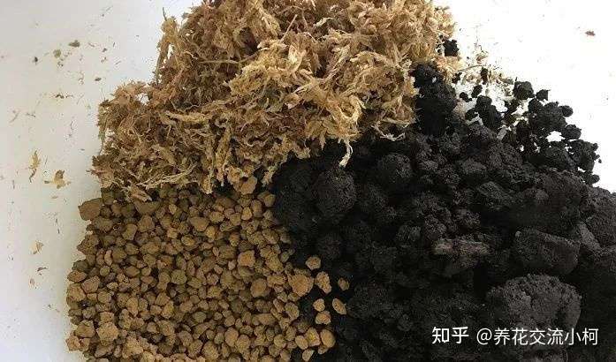 很容易制作的苔藓球盆栽 不用花盆就能养绿植 还可以悬挂空中养 知乎