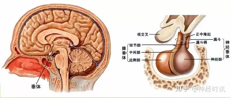 人体解剖学学习的思路及学习方法二- 知乎