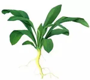 关于板蓝根的五个事实