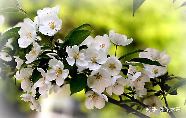 开白花的滇池海棠 西蜀海棠 沧江海棠 河南海棠的辨识区别 知乎