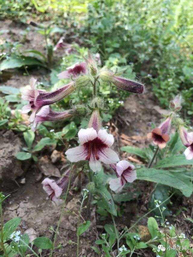 春夏游玩 咱们身边最常见的60种野花 一次带你认个全 知乎