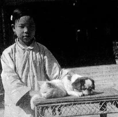 斗牛犬 京巴犬 巴哥犬这两点你注意了吗 知乎