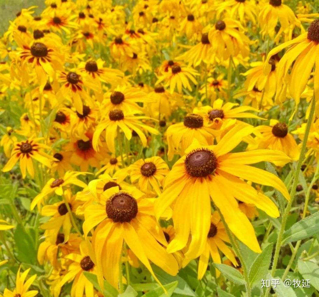 七孔桥花海 美的享受 知乎