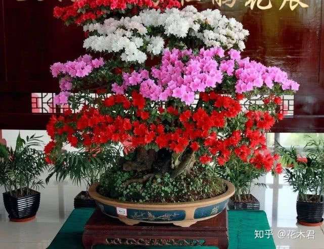 杜鹃花浇水经验浅谈 注意以下六点 可保无虞 知乎