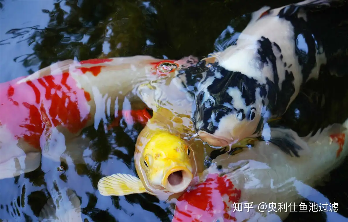 夏季高温下 如何帮助锦鲤快速成长 知乎