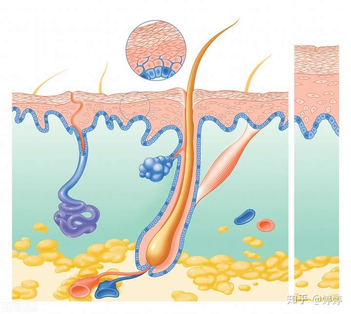 刷酸爆痘还要继续使用吗什么频率