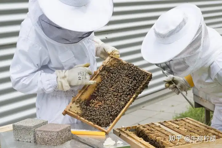 新手养蜂实用技能指南： 讲解深入浅出 全程干货（新手养蜂技术教程图解）