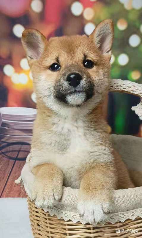 我家这只是柴犬还是土猎犬?