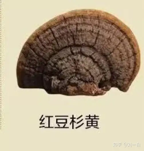 几十元到几万元，是桑黄商家的漫天要价还是品质追求？（桑黄是什么价格）