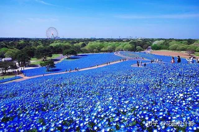 Blue Garden 如何打造蓝色主题花境和花园 知乎