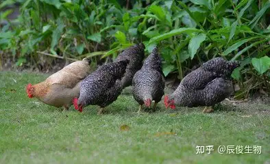 鸡白痢的症状图片