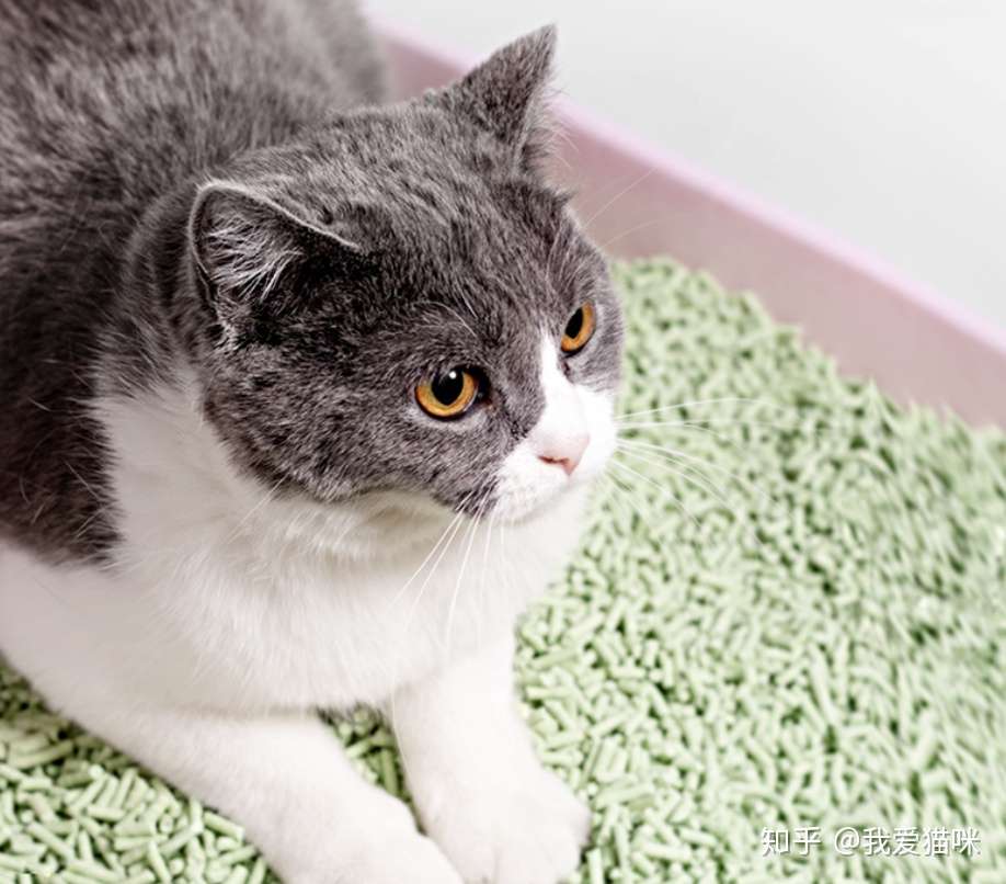 铲屎官们 这5个好用的猫砂送给你们 以后再也不怕铲屎了 知乎