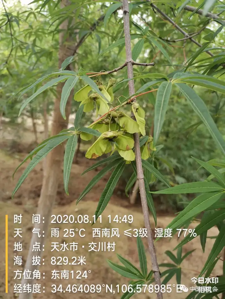 五小叶槭10岁8岁6岁