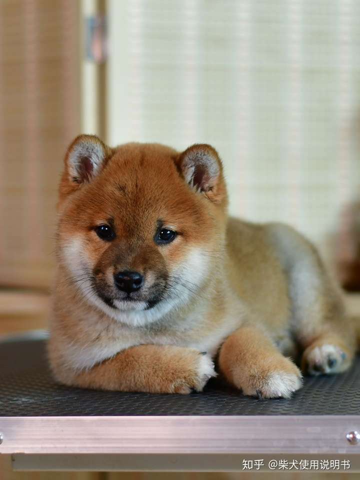 柴犬幼犬长这样