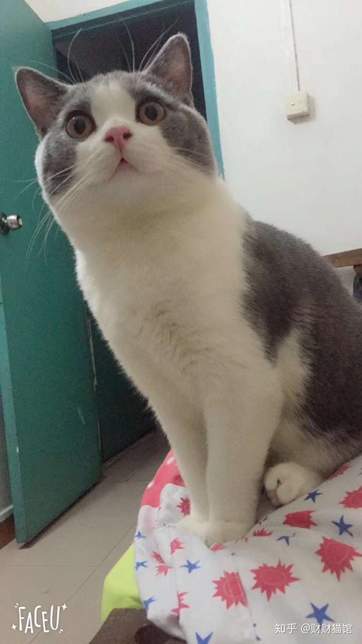 三个月十三天的英短蓝白,体重5.6斤,这体重算正常的吗?