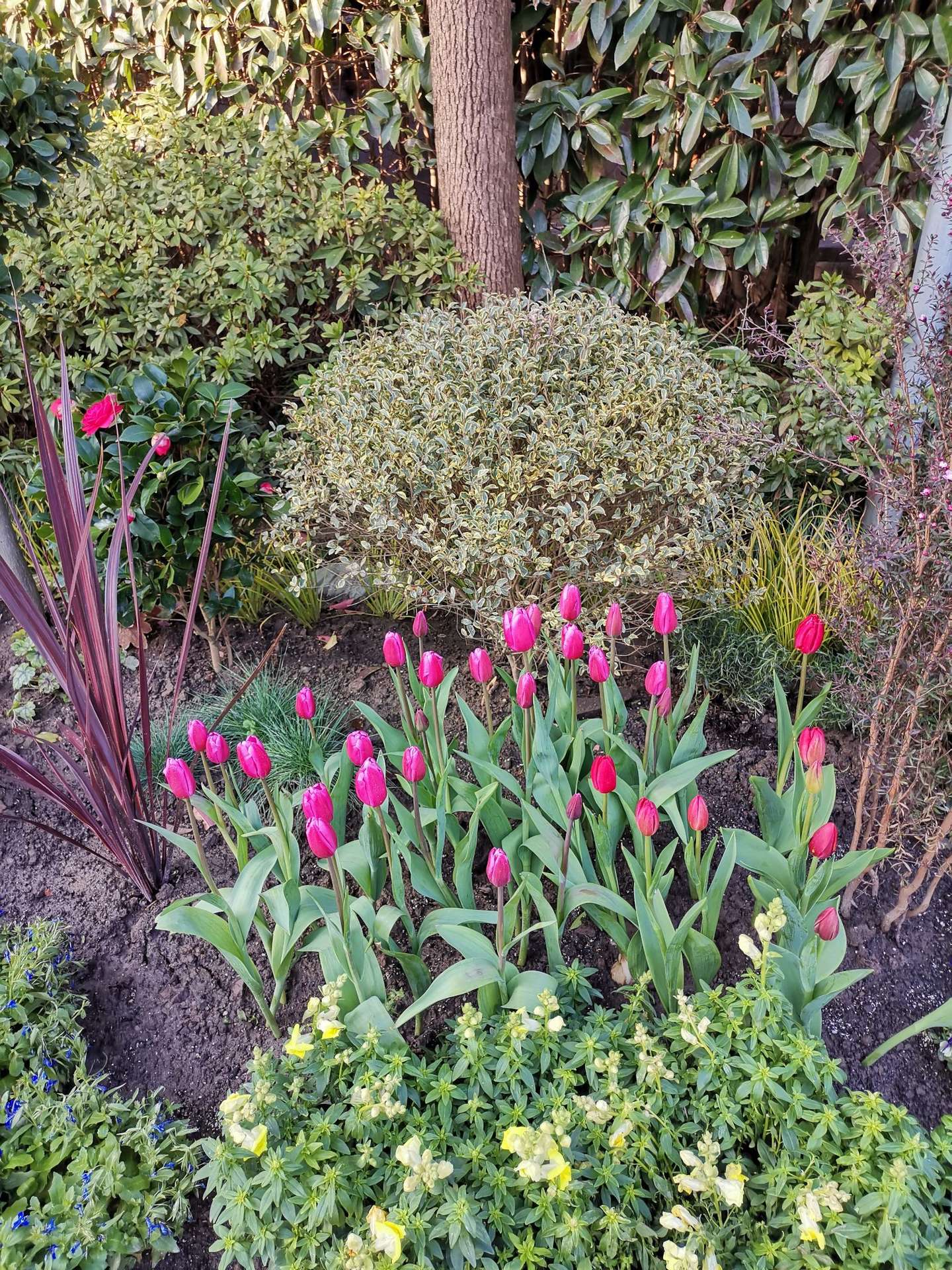 子夜词集 后庭花破子 辛丑立春 知乎