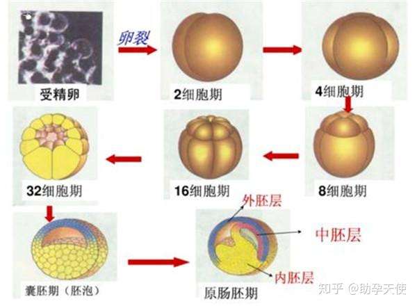 宝妹解析影响俄罗斯试管婴儿受精困难的原因有哪些 知乎