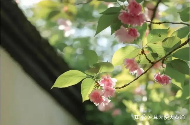 黄帝植木胜蚩尤恒温栽柳封王侯韦宽种槐兴大周孙文撒豆驱鞑虏 知乎