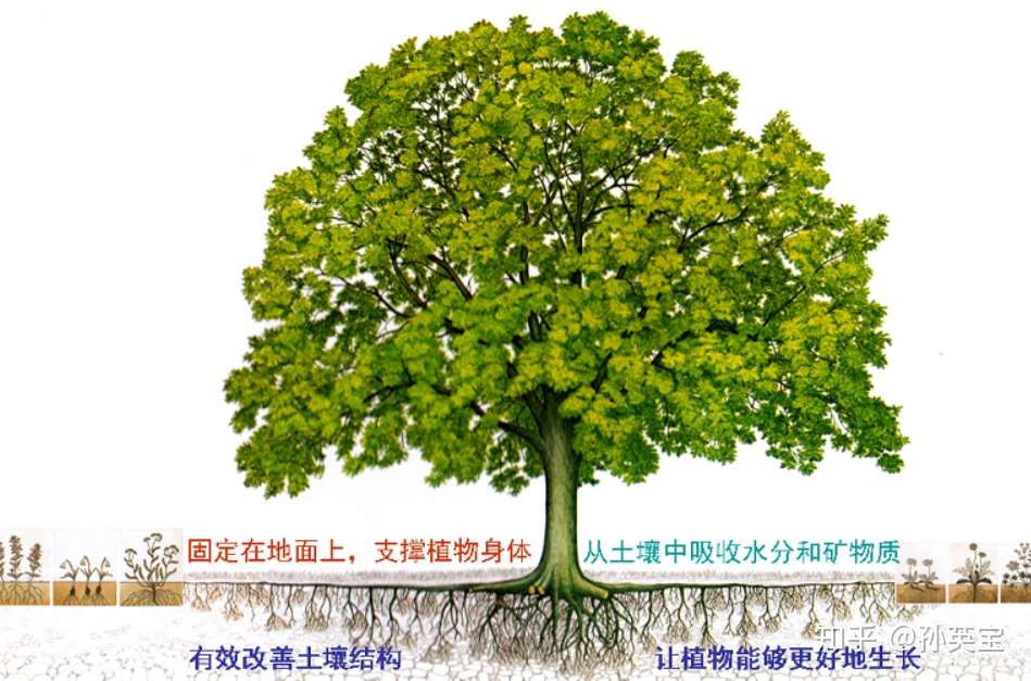 植物科学绘画之根的科学绘画方法 知乎