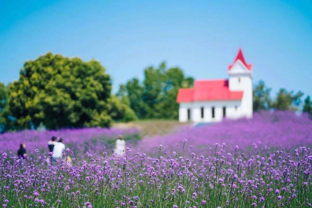 六月 是紫色的花海 知乎