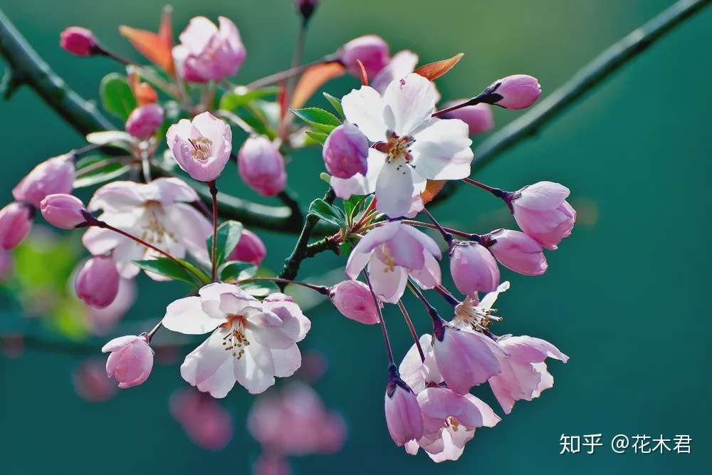 海棠春睡 樱花如雪 如何辨识区别 知乎