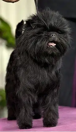 每日一犬猴头梗