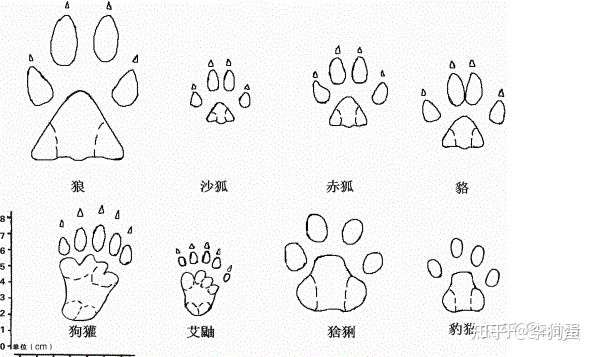 能看出来这是什么动物的脚印吗?