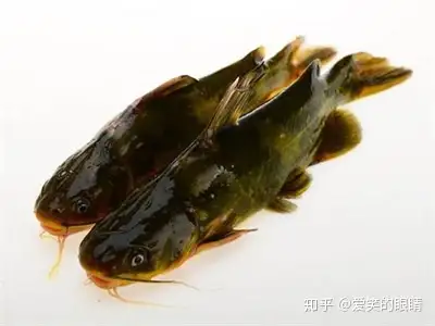 比如小魚小蝦等作為食品,牢牢記住一定要維持食品新鮮,不然黃顙魚吃後