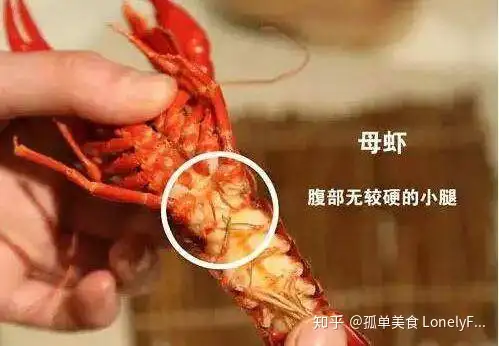 墙裂推荐(小龙虾价格大跌)小龙虾价格暴跌,(图15) 墙裂推荐(小龙虾价格大跌)小龙虾价格暴跌,(图15)