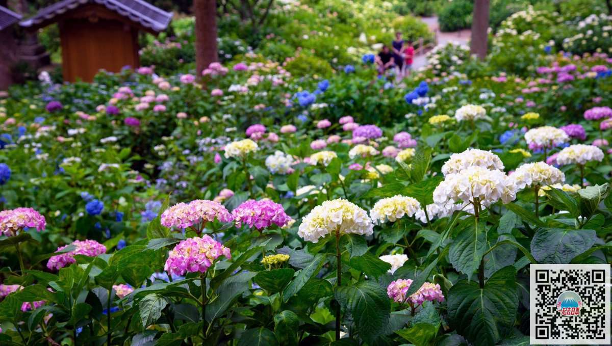 雨季的清新色彩 日本10大最美紫阳花名所 知乎