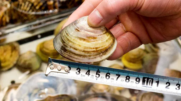 沿海旅行知识各种贝类的名字区别产地吃法二文蛤和花蛤作者zam