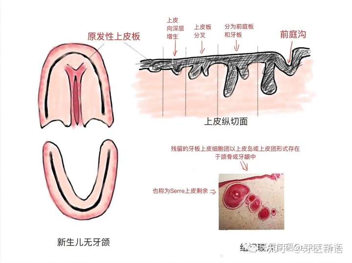 马牙螳螂嘴图片