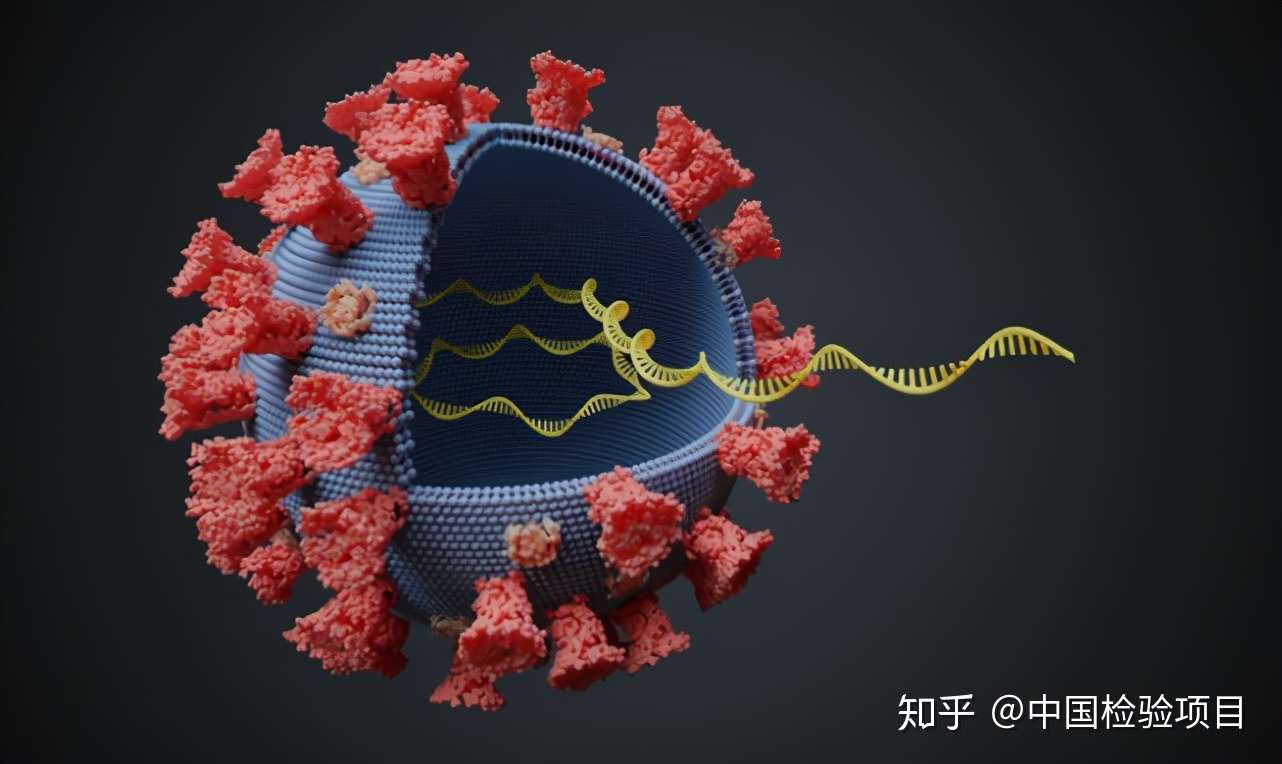 英国专家 新冠变种病毒可绕过人体免疫系统 所有疫苗或失效 知乎