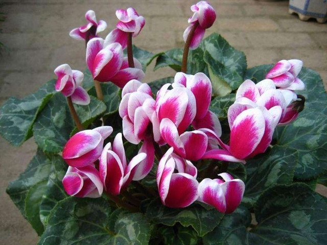 初春时节必须要养的6大迎春花 在家种植简直美爆了 知乎