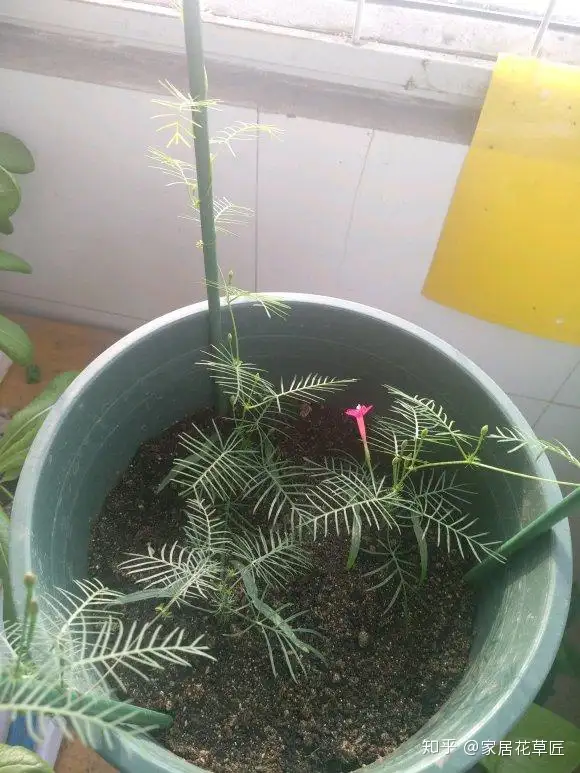 3月下旬养 茑萝 生长快 养法简单 4个月即可开花 知乎