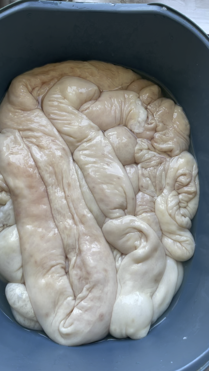 猪大肠上面都是白点,是有病的猪吗?