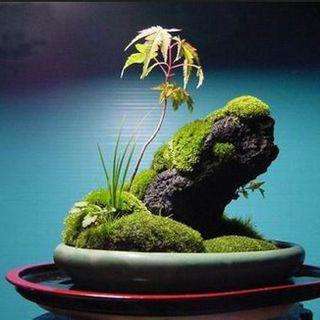 上水石上栽什么植物好(吸水石上种什么植物)插图(1) 上水石上栽什么植物好(吸水石上种什么植物)插图(1)