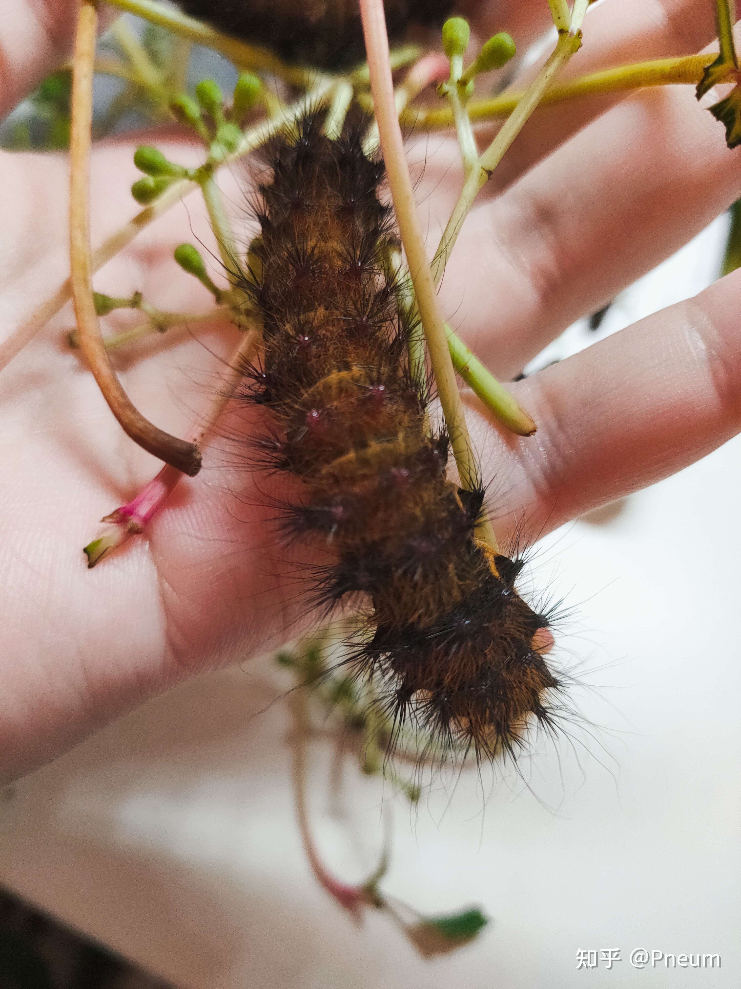 pneum 的想法: 藤豹大蚕蛾幼虫已经好大只了 - 知乎