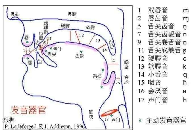 系统性训练丨双唇音b P M 的发音练习 知乎