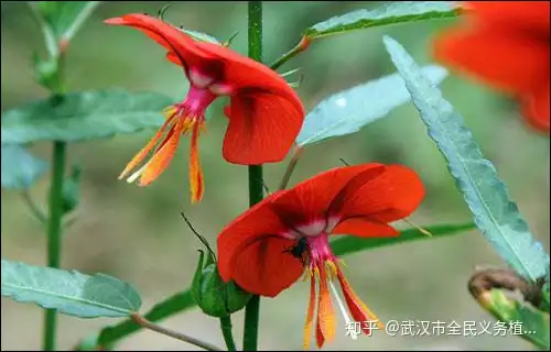 这些花八月盛开美如画 惊艳四方 知乎