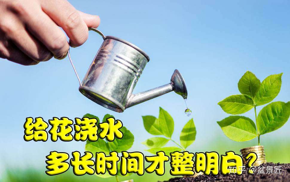 你真感觉自己给盆景浇水方法都对 没3年时间搞不定 知乎