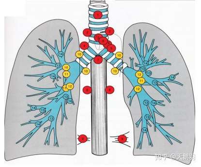肺部纵隔膜淋巴结是什么?