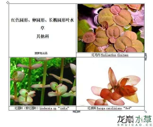 86种红色品系水草合集 总能找到你想要的 知乎