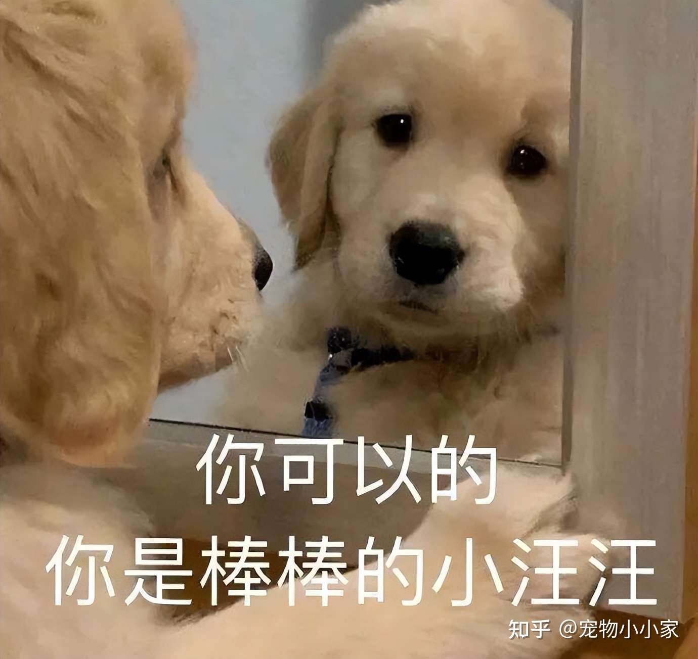 汪界 寿命长 的几种狗 好好珍惜 它能陪你挺长时间 知乎