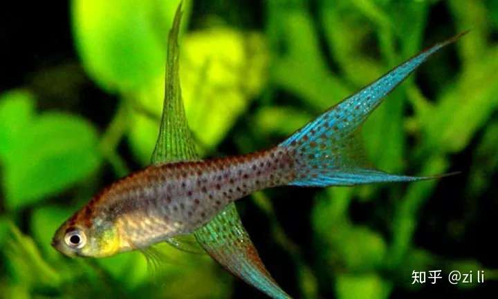 草缸不是只能养灯鱼 这37种鳉鱼观赏度爆表 知乎
