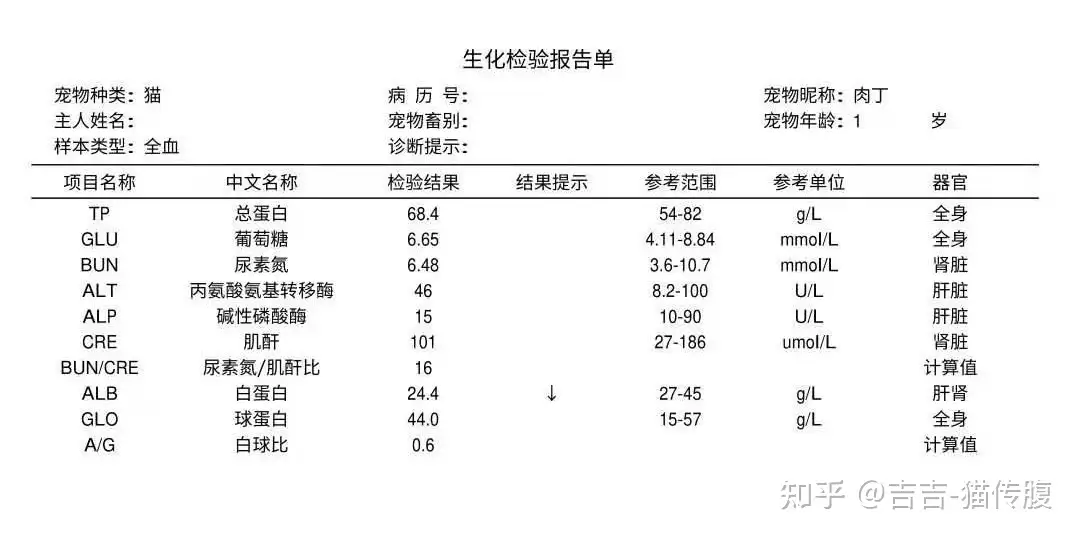 一个穷人如何治疗猫传腹 知乎