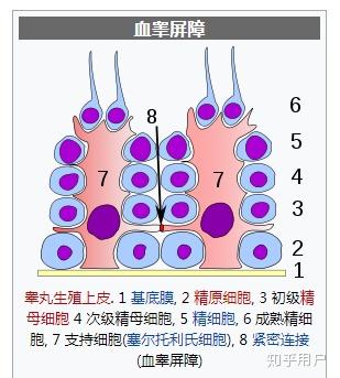 血睾屏障是怎样形成的