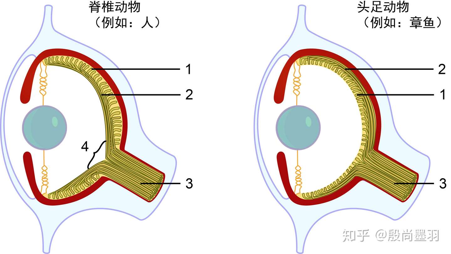二 光线如何被眼睛检测到 知乎