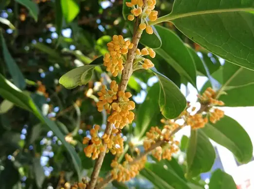 盘点桂花的四大品种